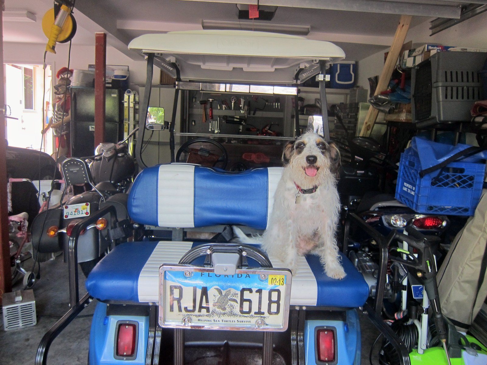 Rudy Getting Ready For A Ride!