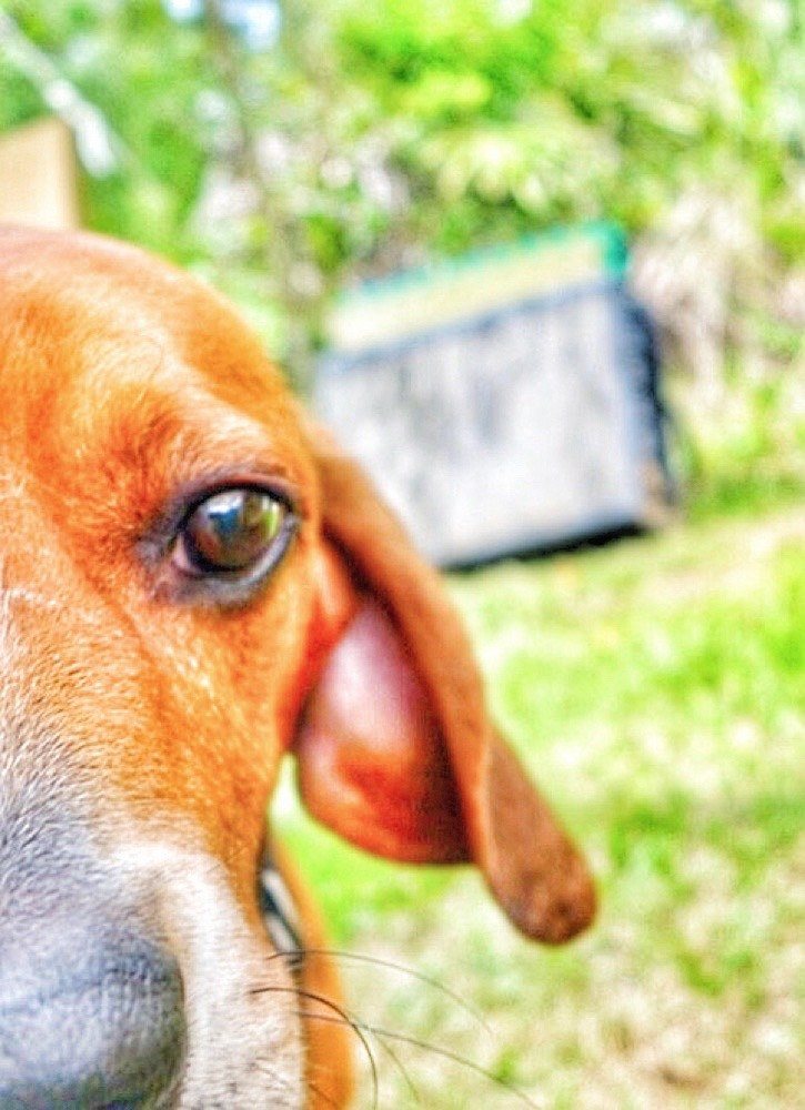 Dogs And Cats Forever