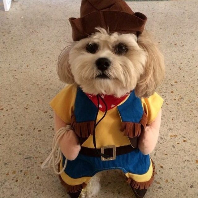Cabana Boy Goes Cowboy!