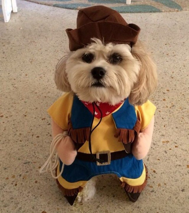 Cabana Boy Goes Cowboy!