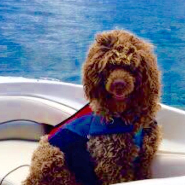 Lake Lovin' Labradoodle