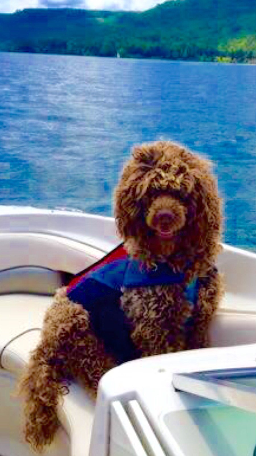 Lake Lovin' Labradoodle