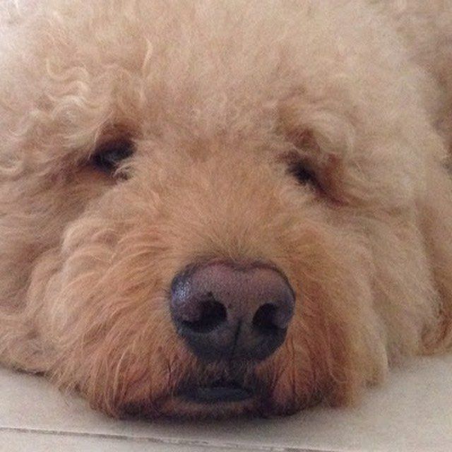 Big Fluffy Teddy Bear