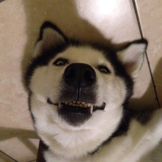 Cheese