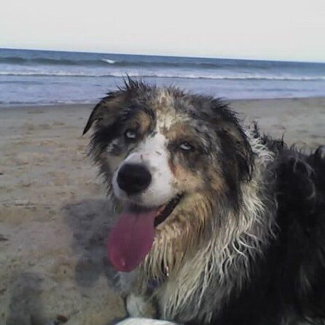 Zoe Loves Rolling In Beach Sand!