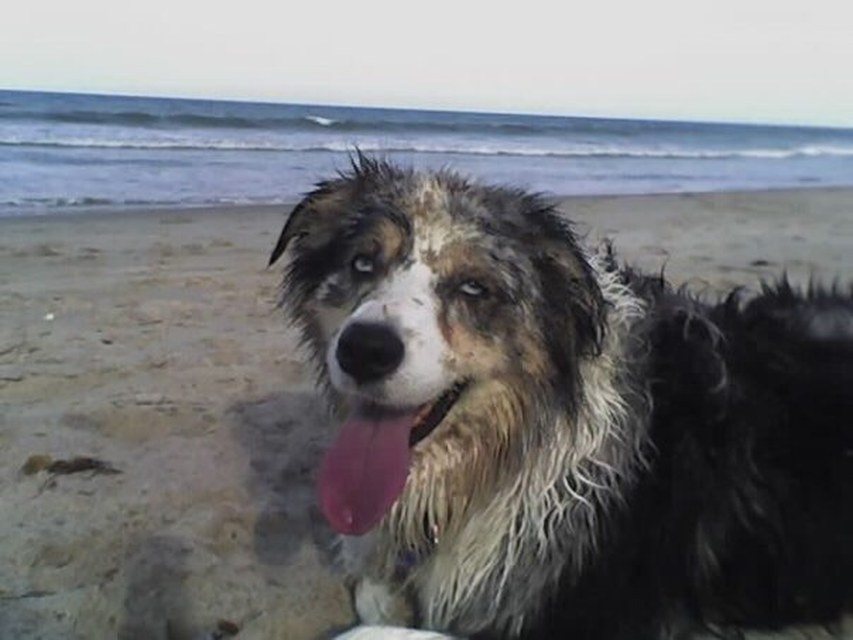 Zoe Loves Rolling In Beach Sand!