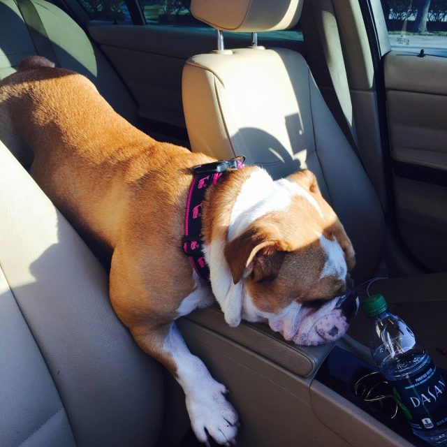 Shotgun Rider