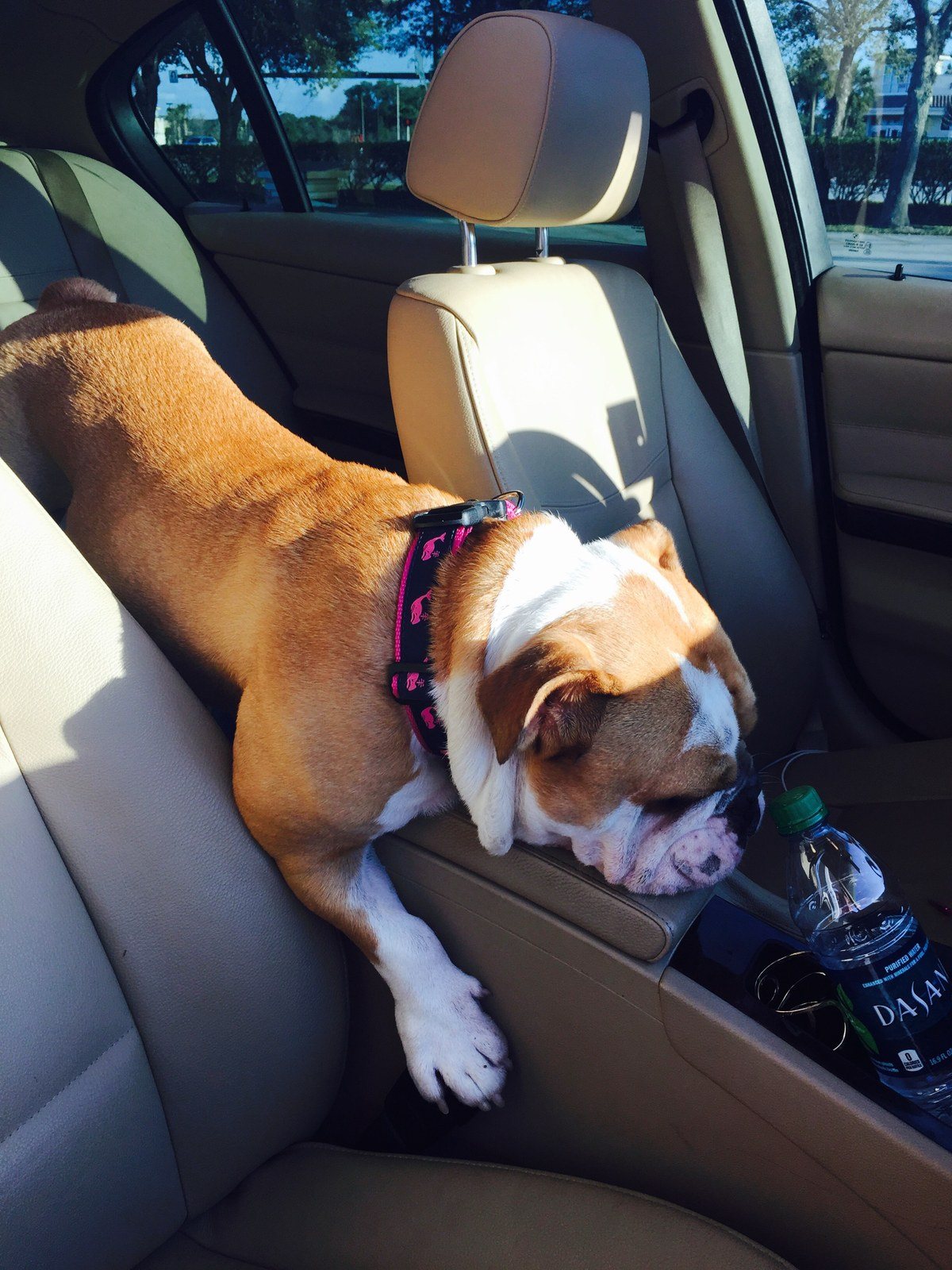 Shotgun Rider