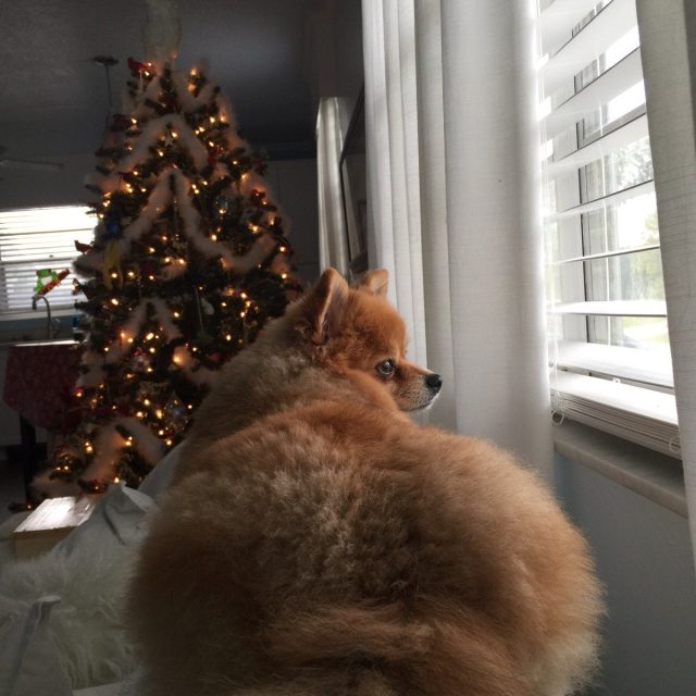 Santa's Coming...I Just Know It
