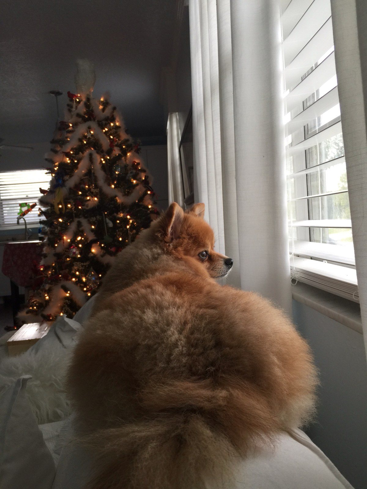 Santa's Coming...I Just Know It