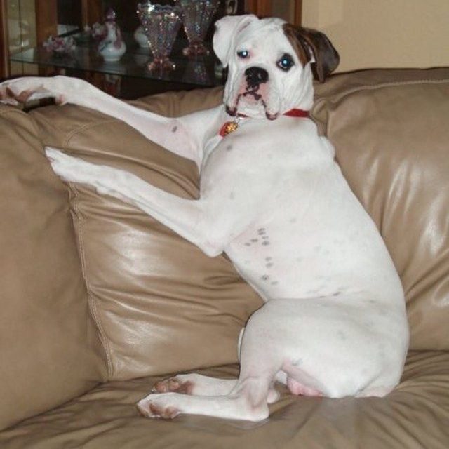 Stay Off The Sofa... Yeah Right!