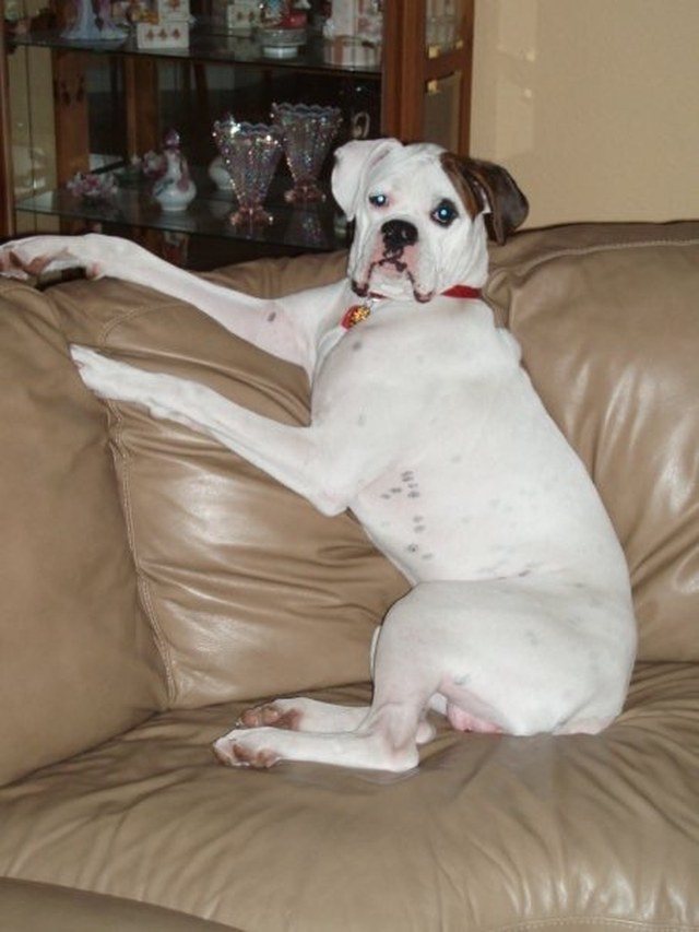 Stay Off The Sofa... Yeah Right!