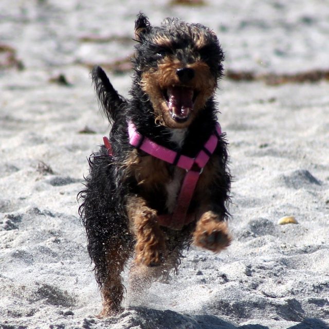 A Day At The Beach....