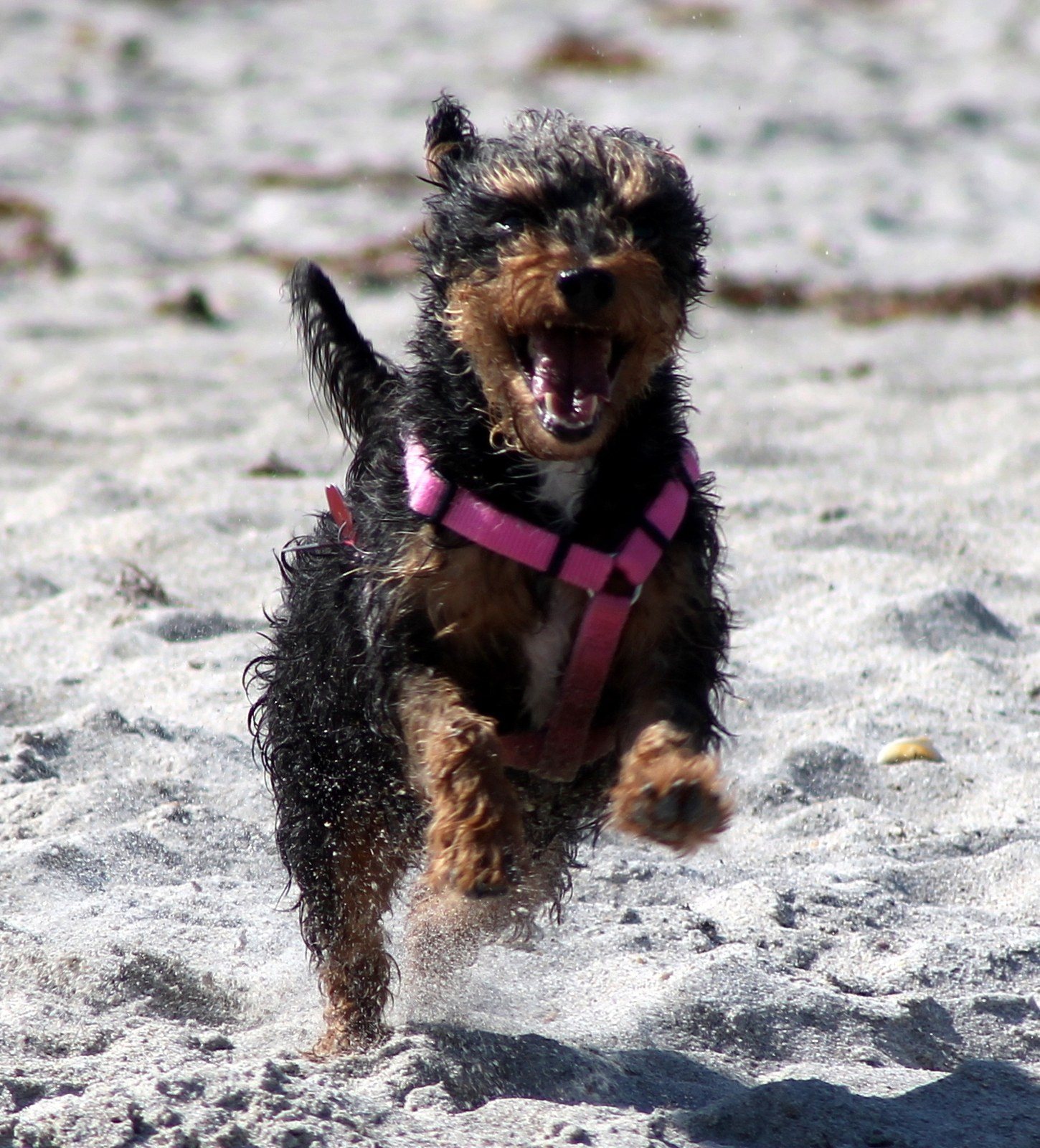 A Day At The Beach....