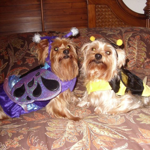 Boo Buddies!