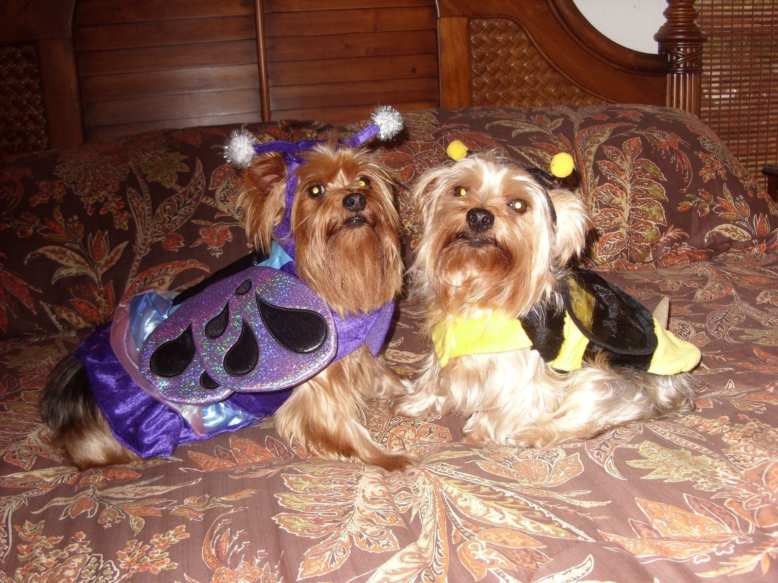 Boo Buddies!