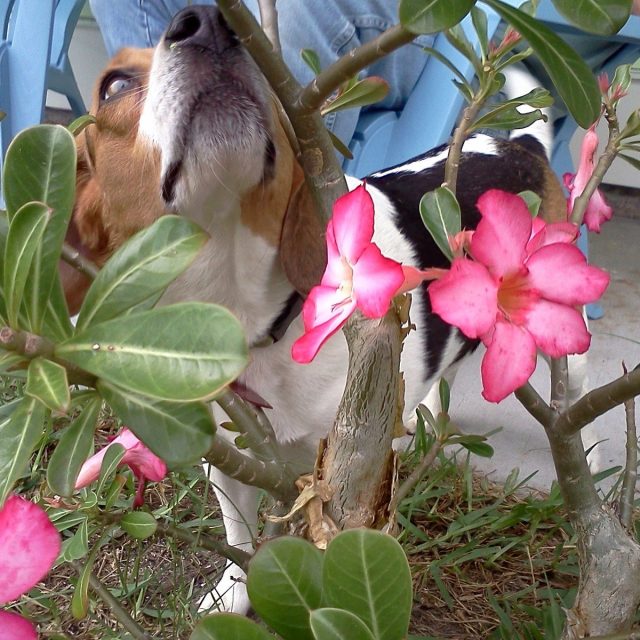 Lola The Lizard Stalker.