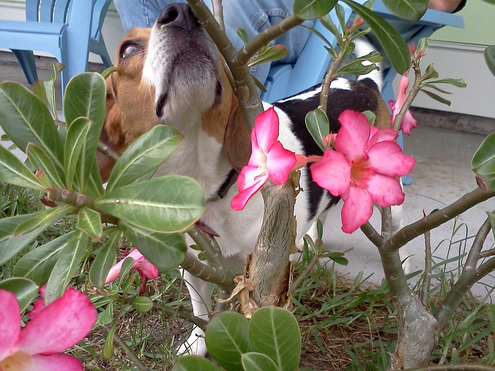 Lola The Lizard Stalker.