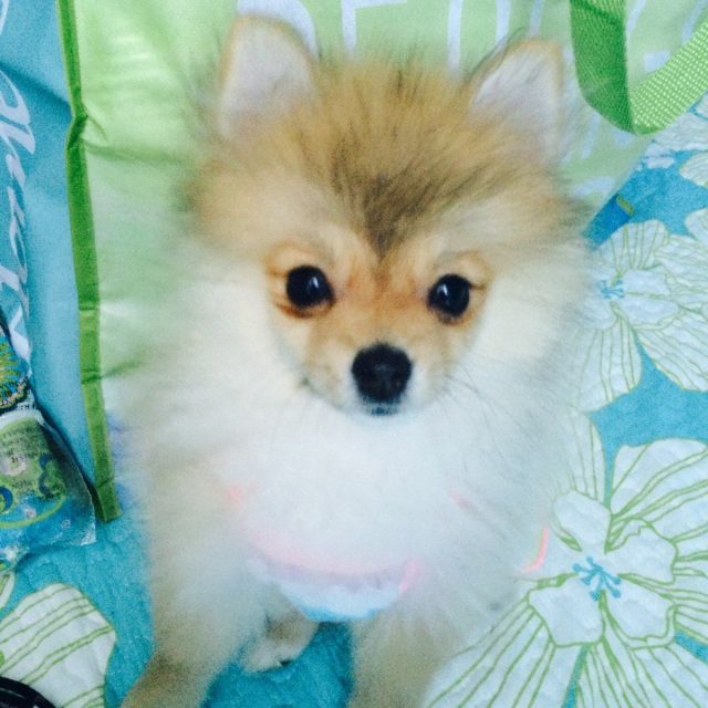 Princess Kensie