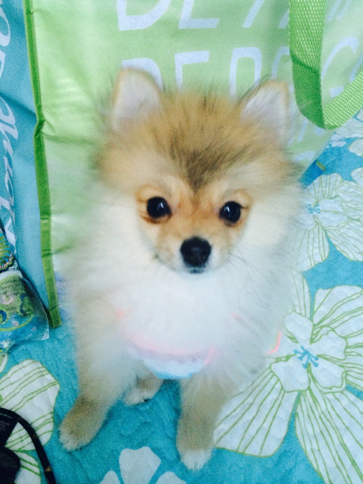 Princess Kensie