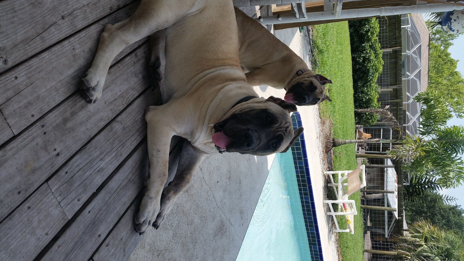 Hangin Out By The Pool