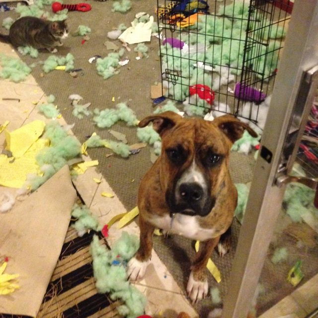 The Cat Did It!!