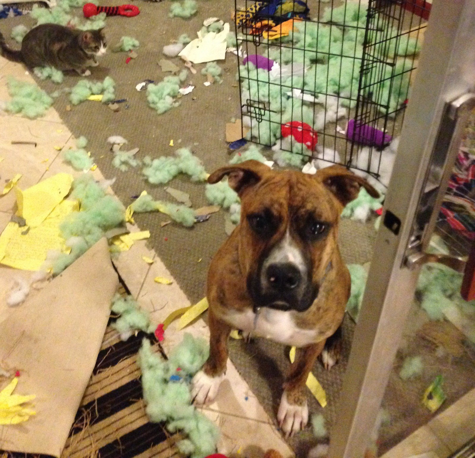 The Cat Did It!!