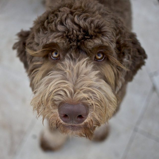 Moose With His Cindy Lou Who Eye Lashes