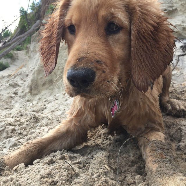 Gettin' Sandy