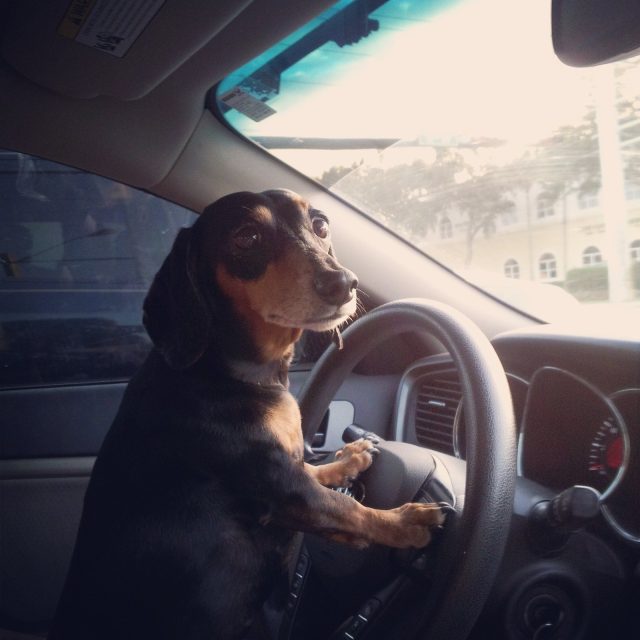 Sunday Drive