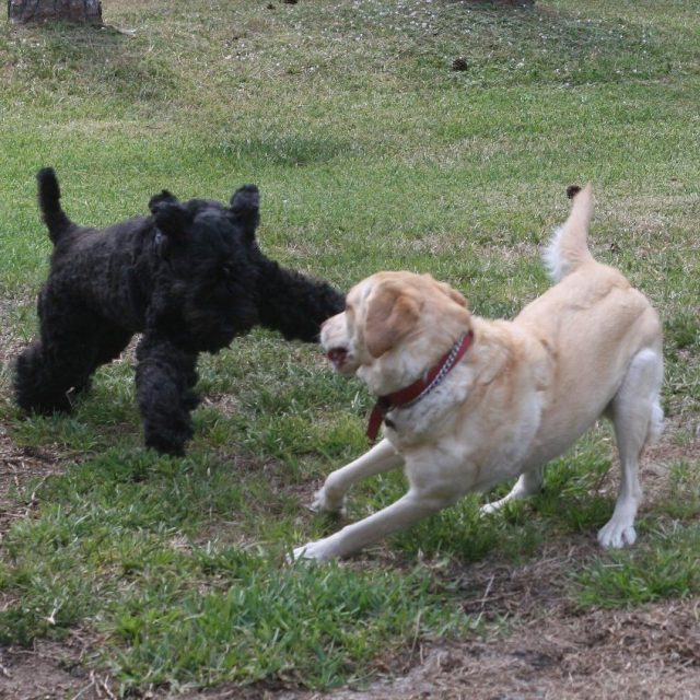 Play Date Action