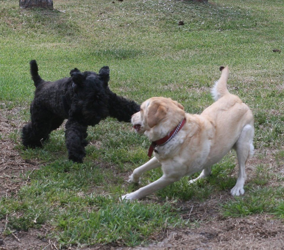 Play Date Action