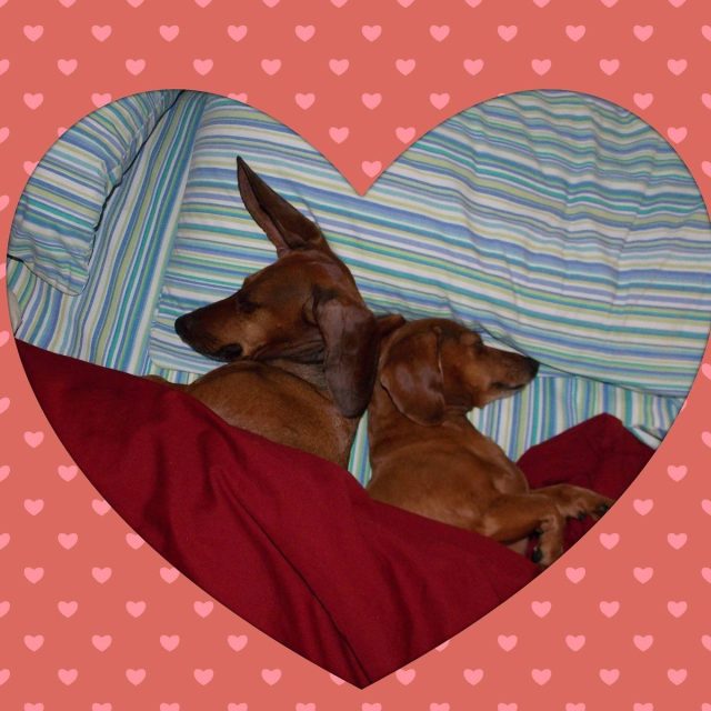 Doxie Love