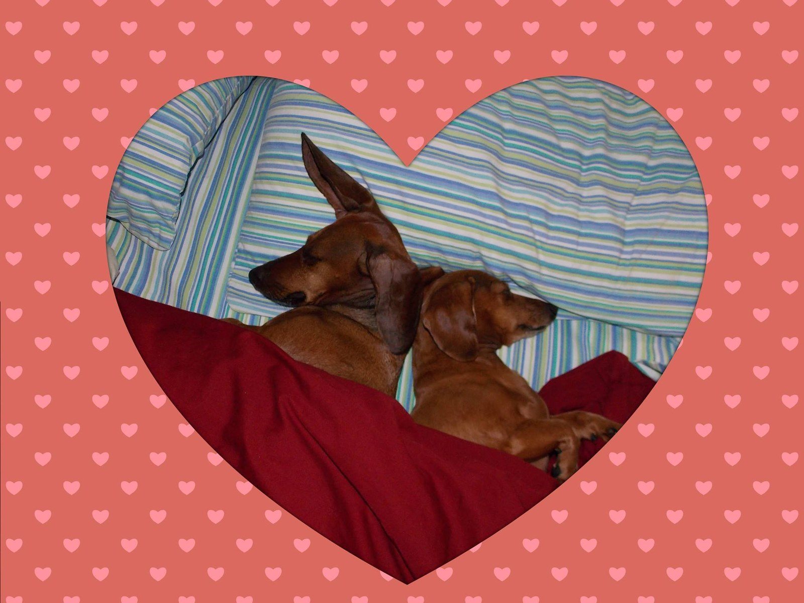 Doxie Love