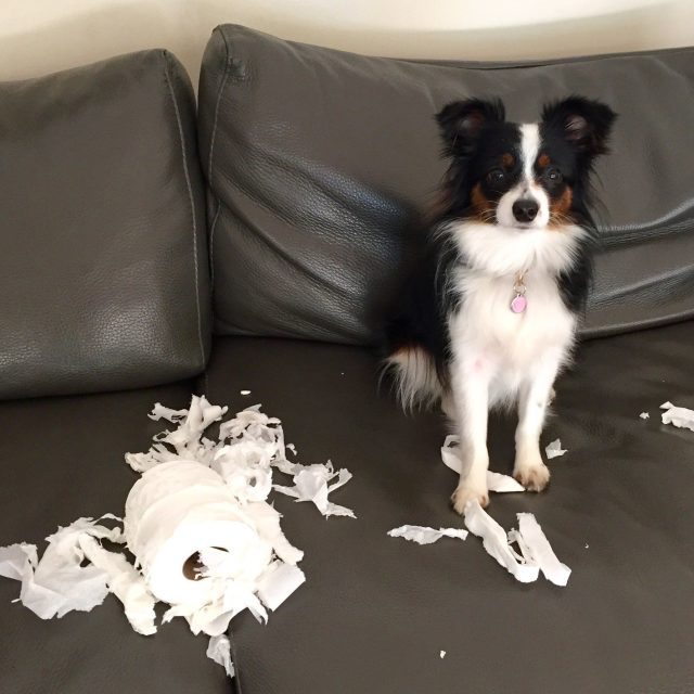 "I Swear, It Was The Cat!"