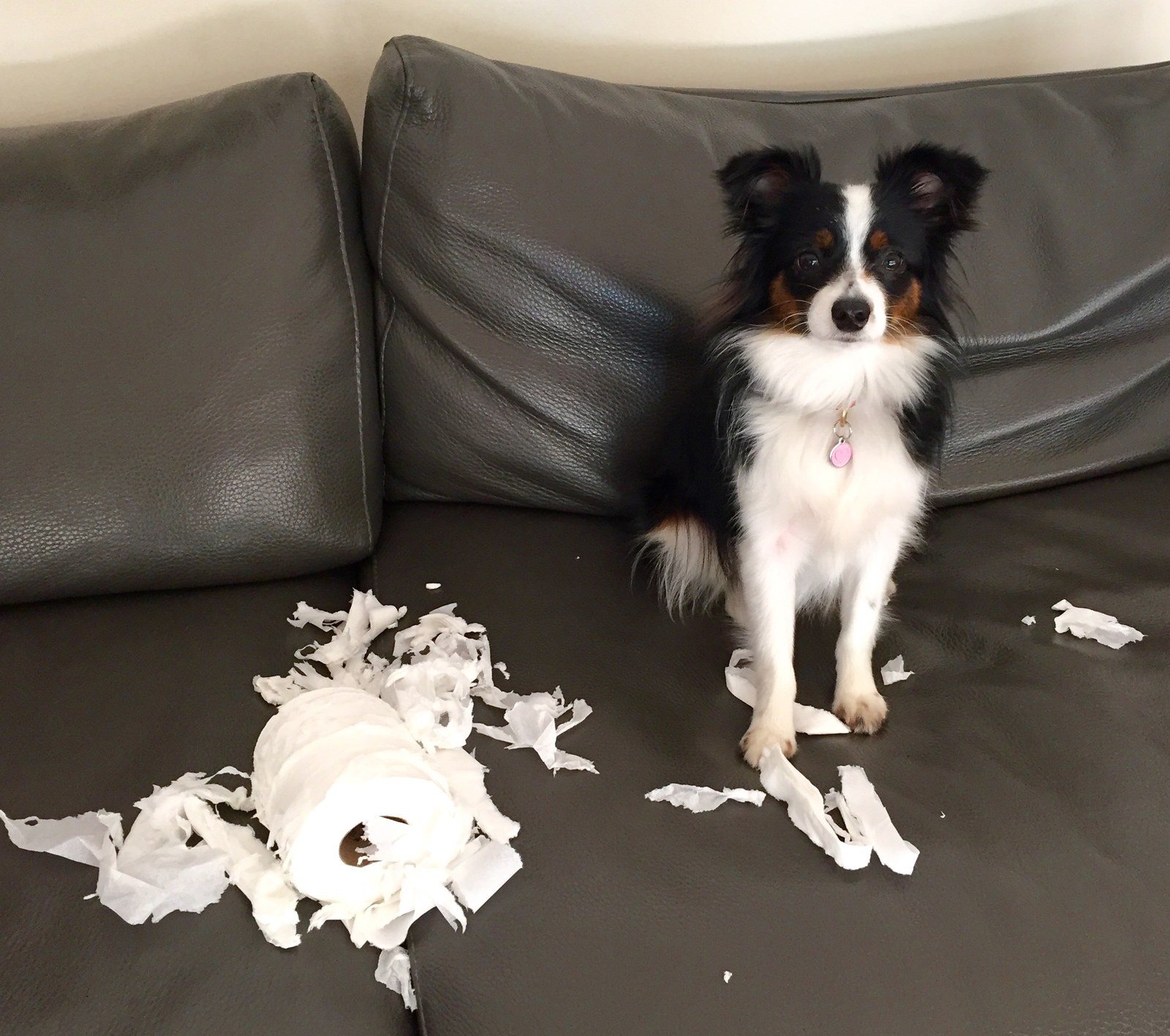"I Swear, It Was The Cat!"