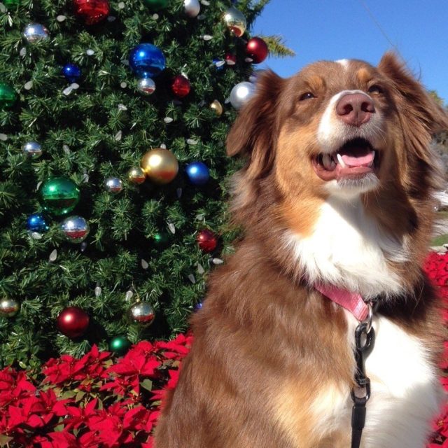 Happy Howlidays From Bella! (2014)