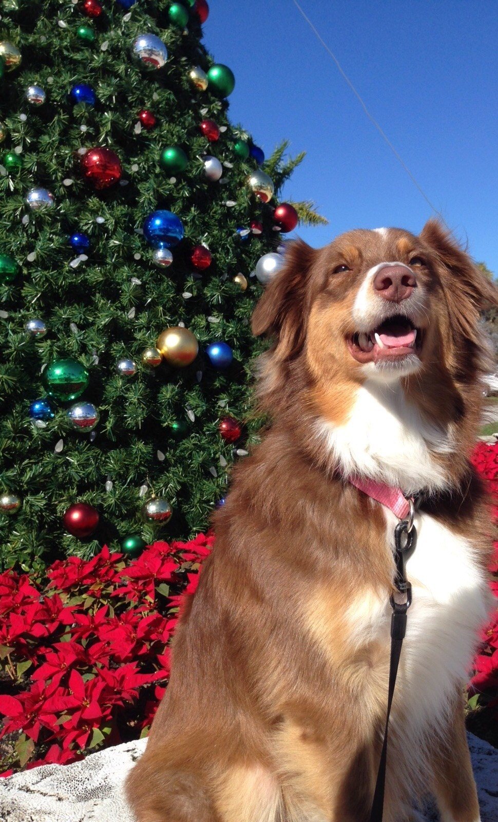 Happy Howlidays From Bella! (2014)