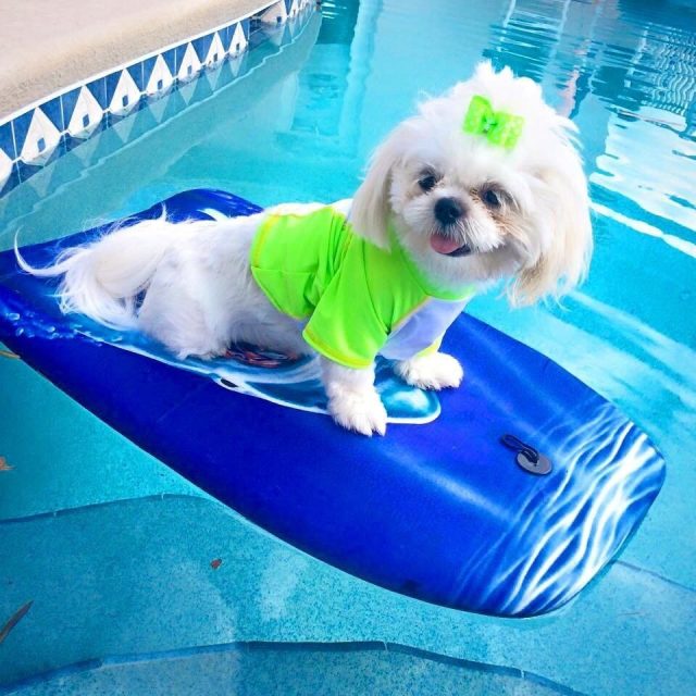 Surfs Up