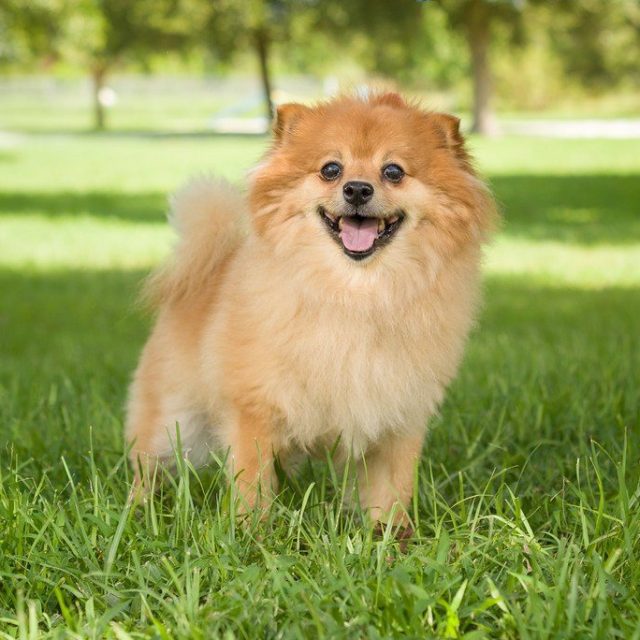 Piccolo Sounds Sweet: He's Available For Adoption