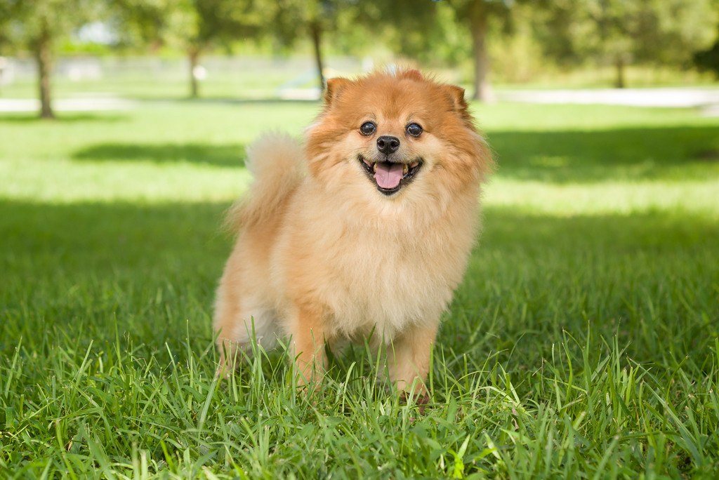 Piccolo Sounds Sweet: He's Available For Adoption