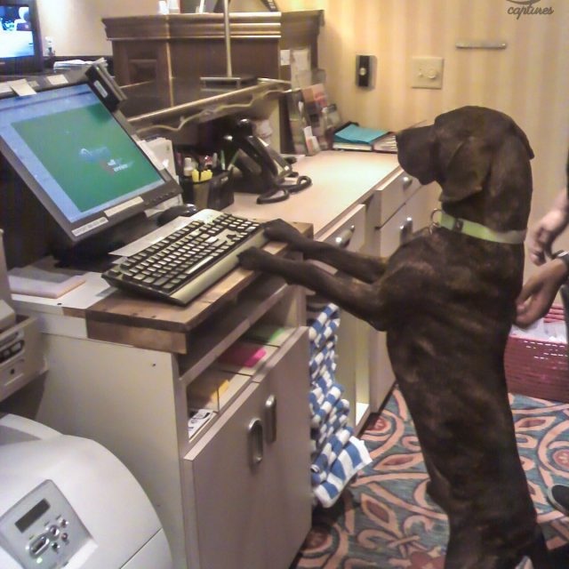 Will You Be Staying WOOF Us Today