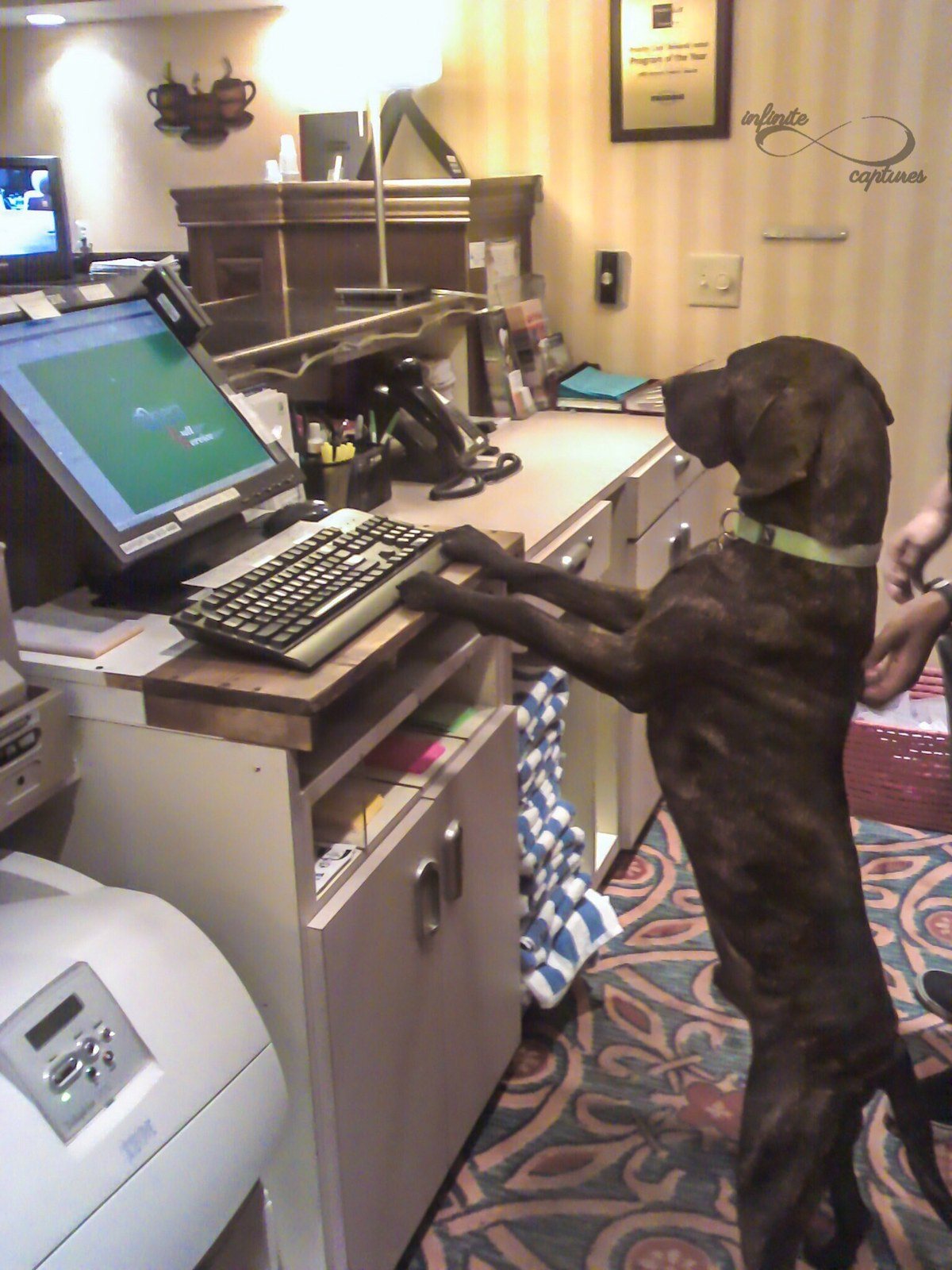 Will You Be Staying WOOF Us Today