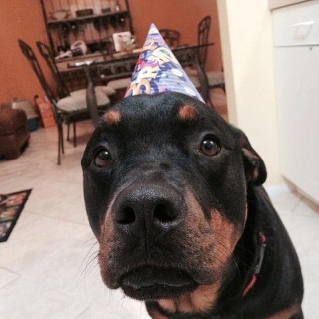 Birthday Wishes From Piper