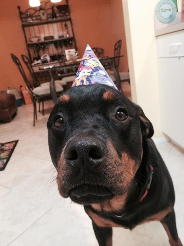 Birthday Wishes From Piper
