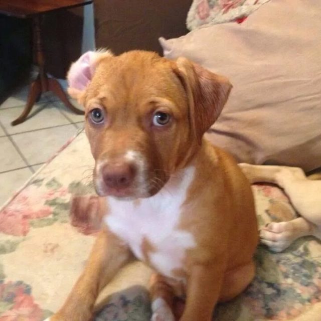 Baby Ruby