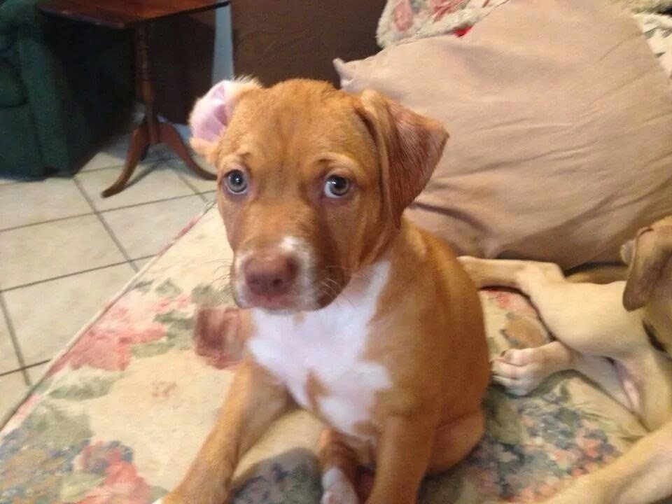 Baby Ruby