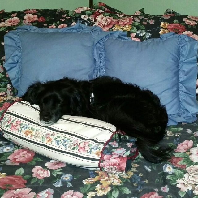 Heidi And Pillows