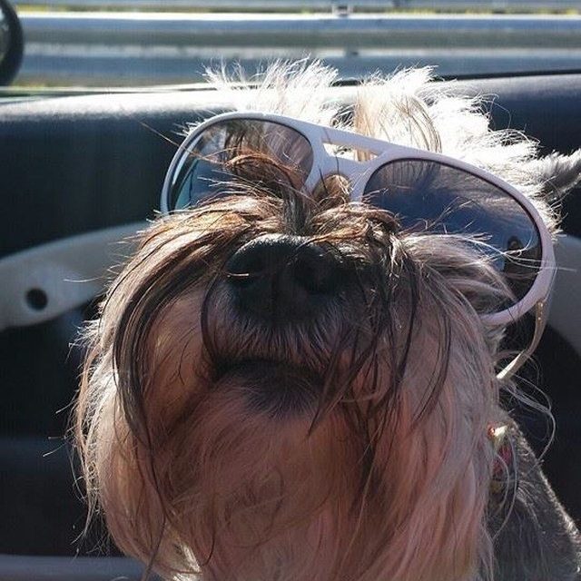 Holly In Her Shades