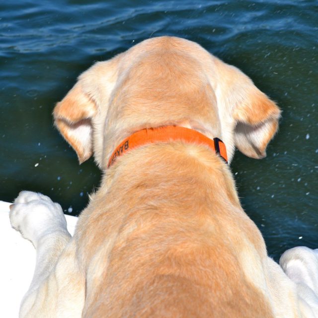 Wheres The Fish!